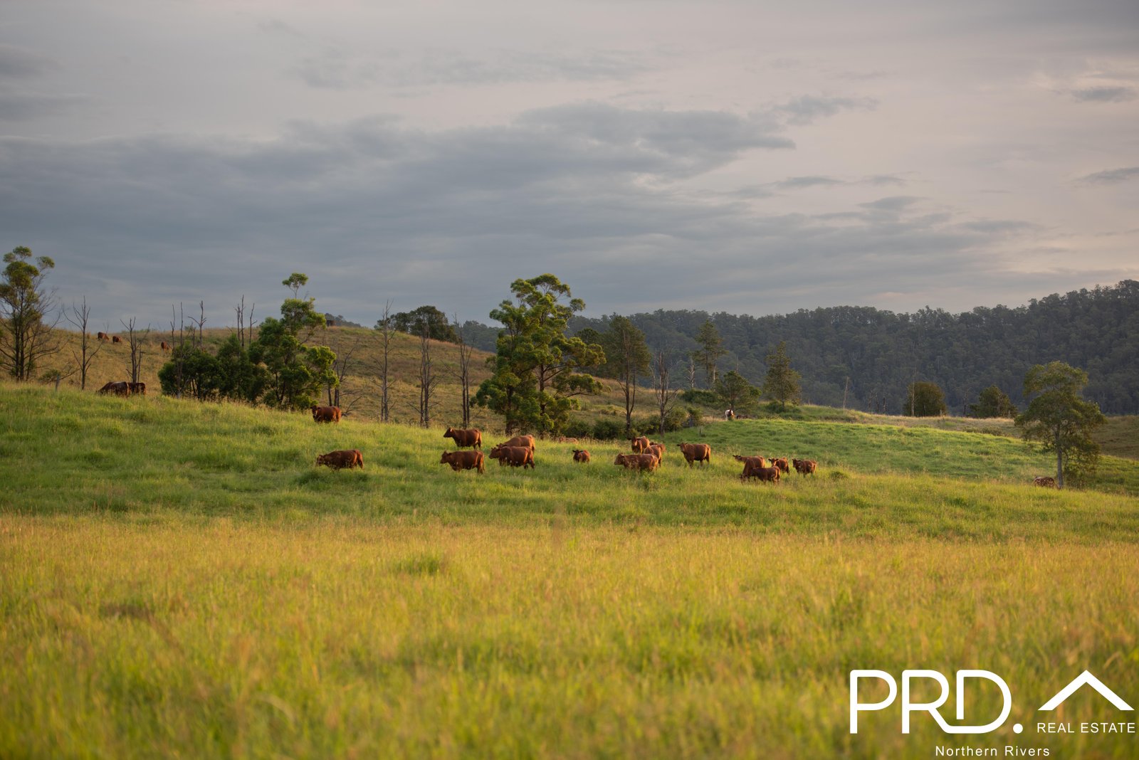 46 Lynches Creek Road WIANGAREE 35