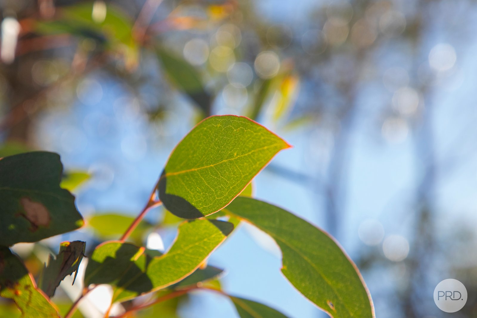 203 Rifle Butts Road BEAUFORT 7