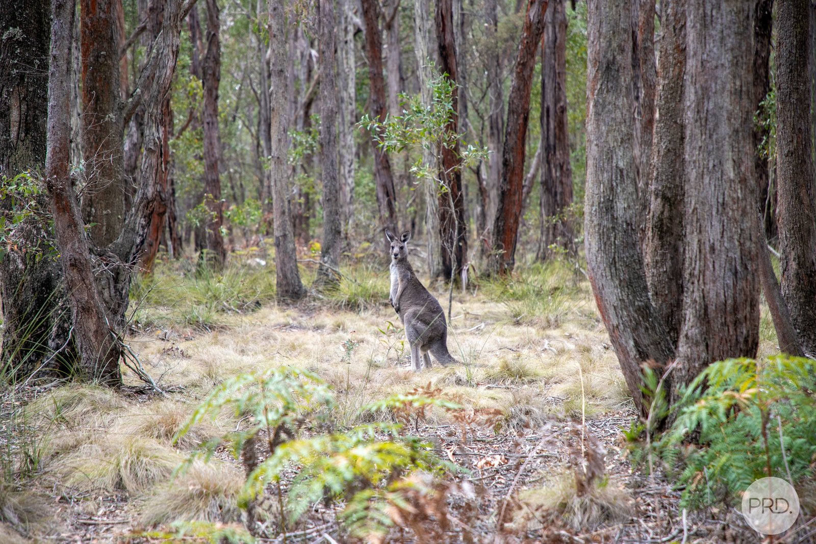 Lot 19 Boden Court ROSS CREEK 11