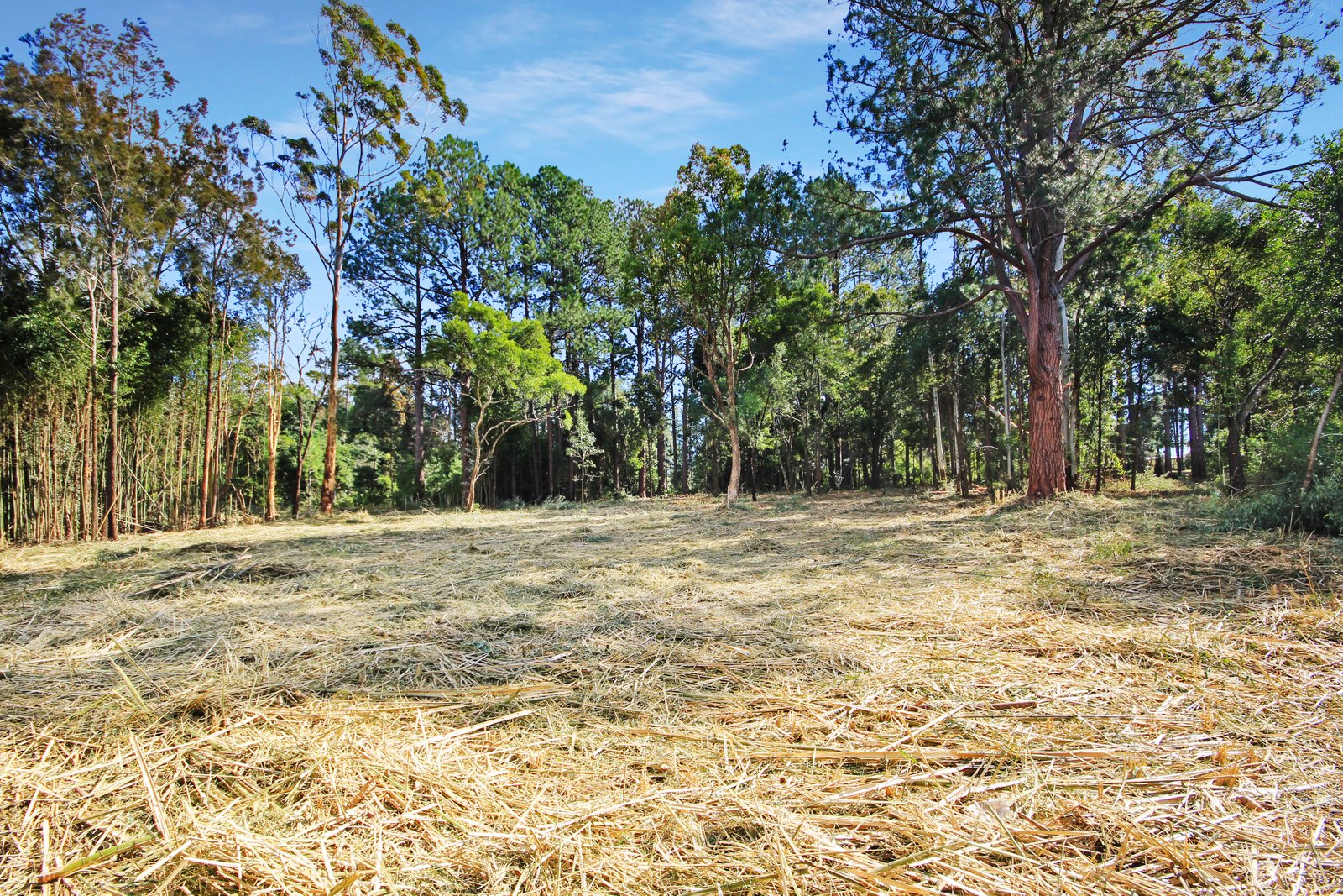 Lot 2 & 3 Ron Banks Road HERONS CREEK 1