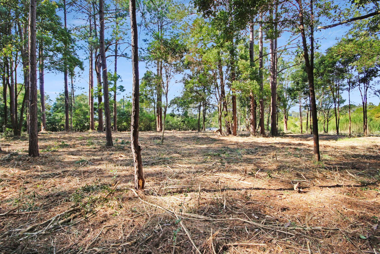 Lot 2 & 3 Ron Banks Road HERONS CREEK 6