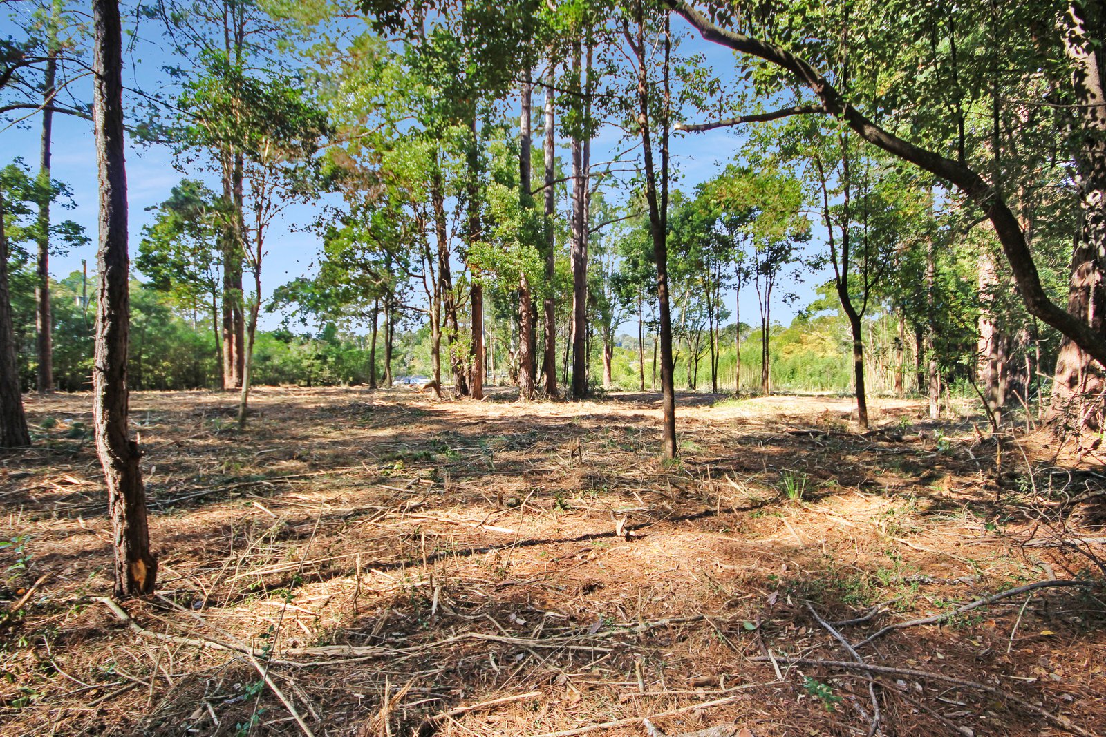 Lot 2 & 3 Ron Banks Road HERONS CREEK 7