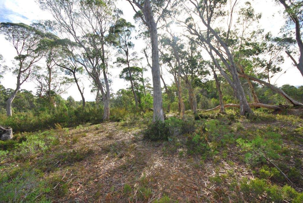 Lot 2 Lyell Highway DERWENT BRIDGE 3