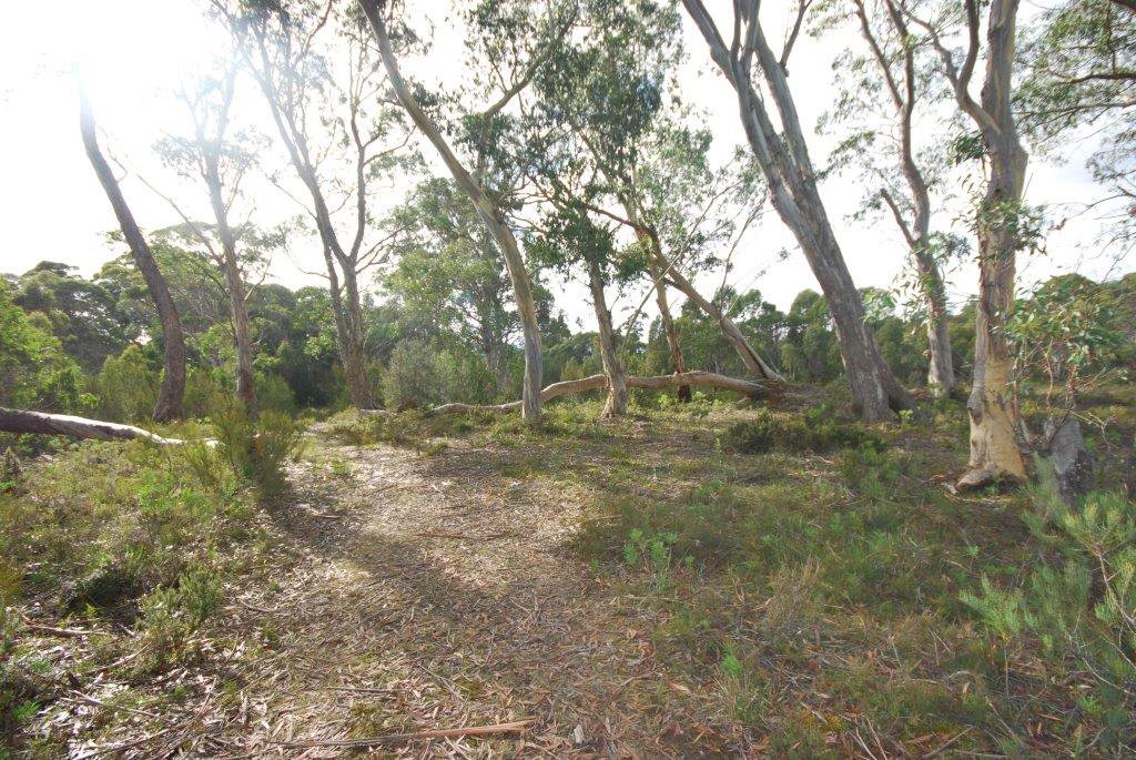 Lot 2 Lyell Highway DERWENT BRIDGE 8