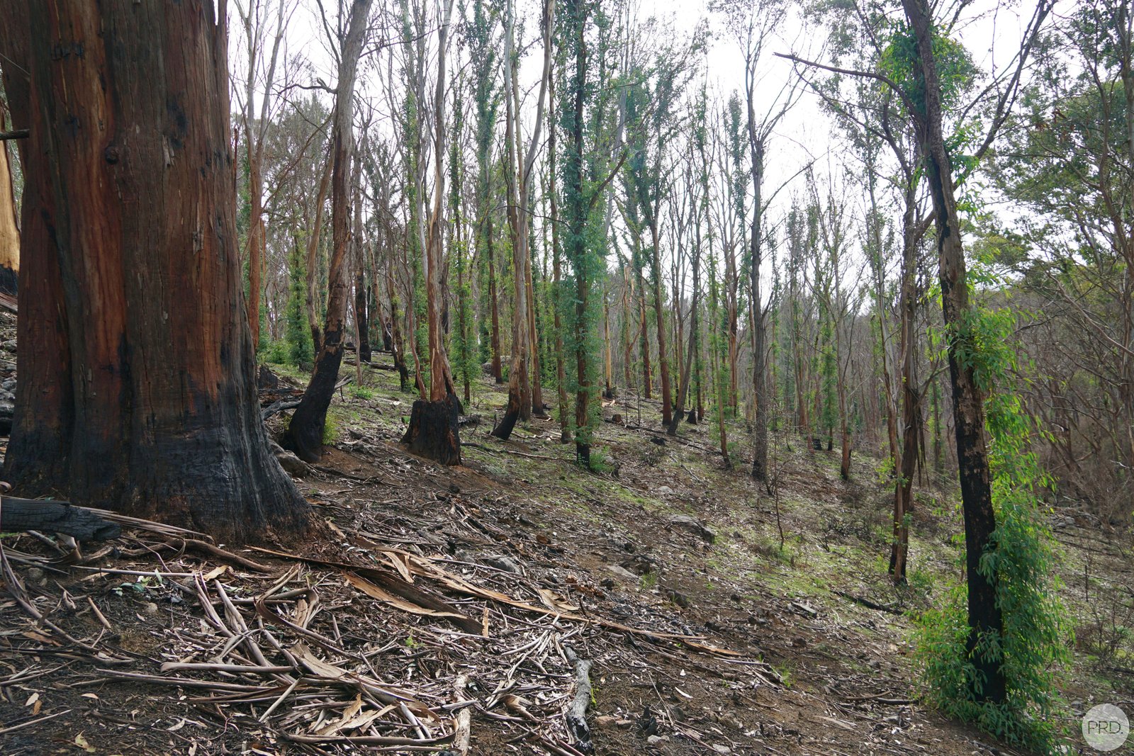 Lot 2 MOODYS HILL Road TUMBARUMBA 6