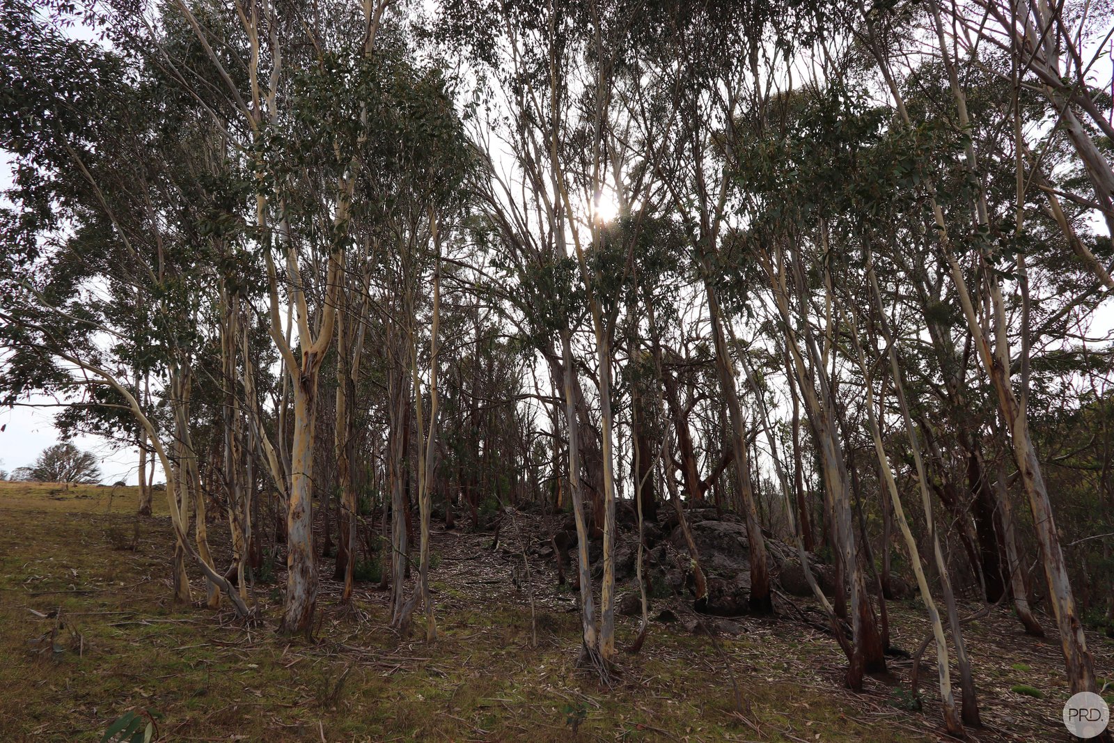 Lot 2 MOODYS HILL Road TUMBARUMBA 8