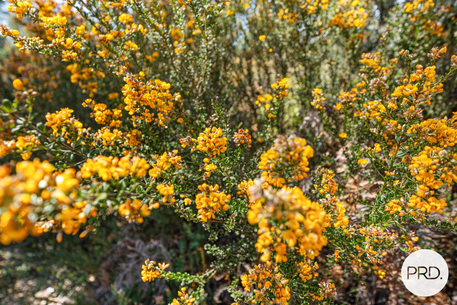  Pearces Road STRICKLAND 5