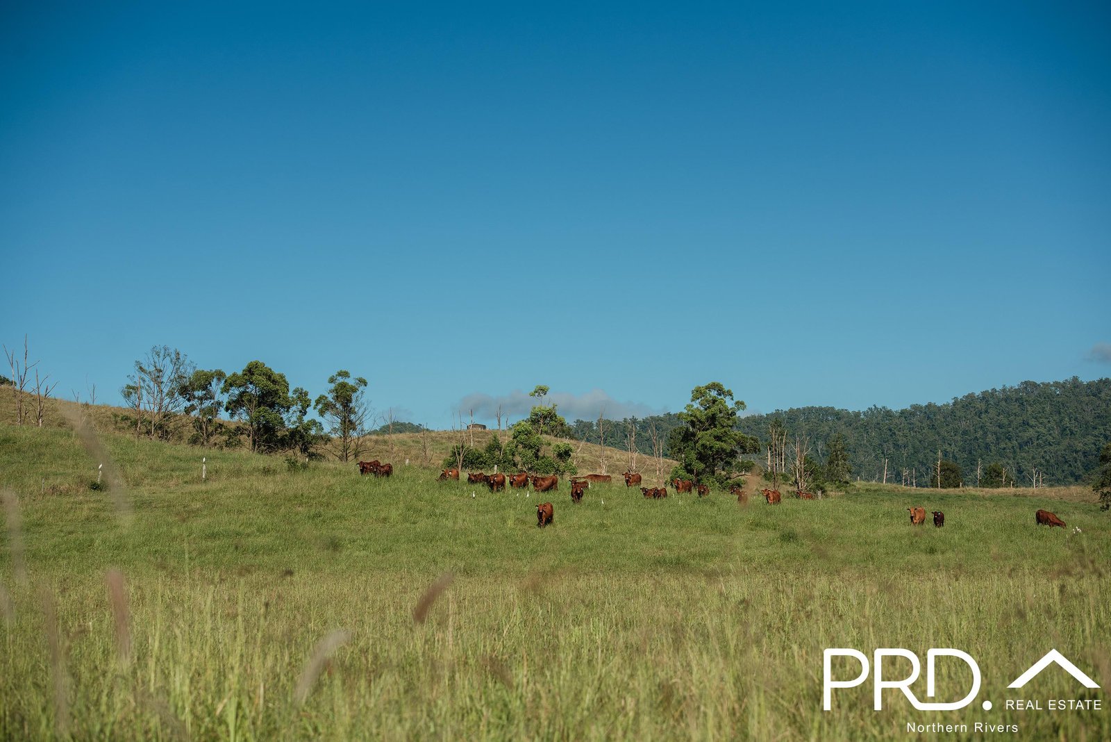 Lot 28, 46 Lynches Creek Road WIANGAREE 4