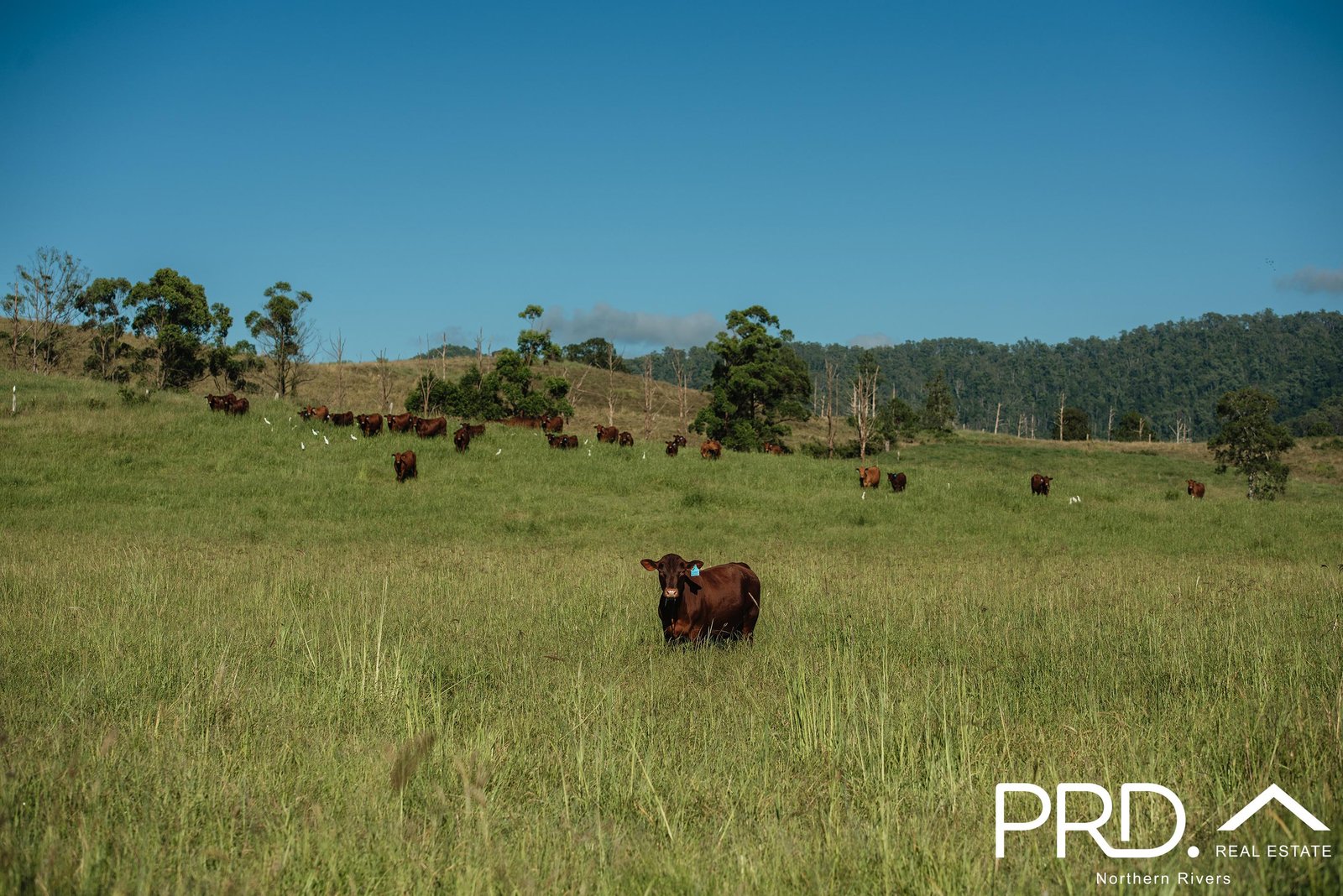 Lot 28, 46 Lynches Creek Road WIANGAREE 7