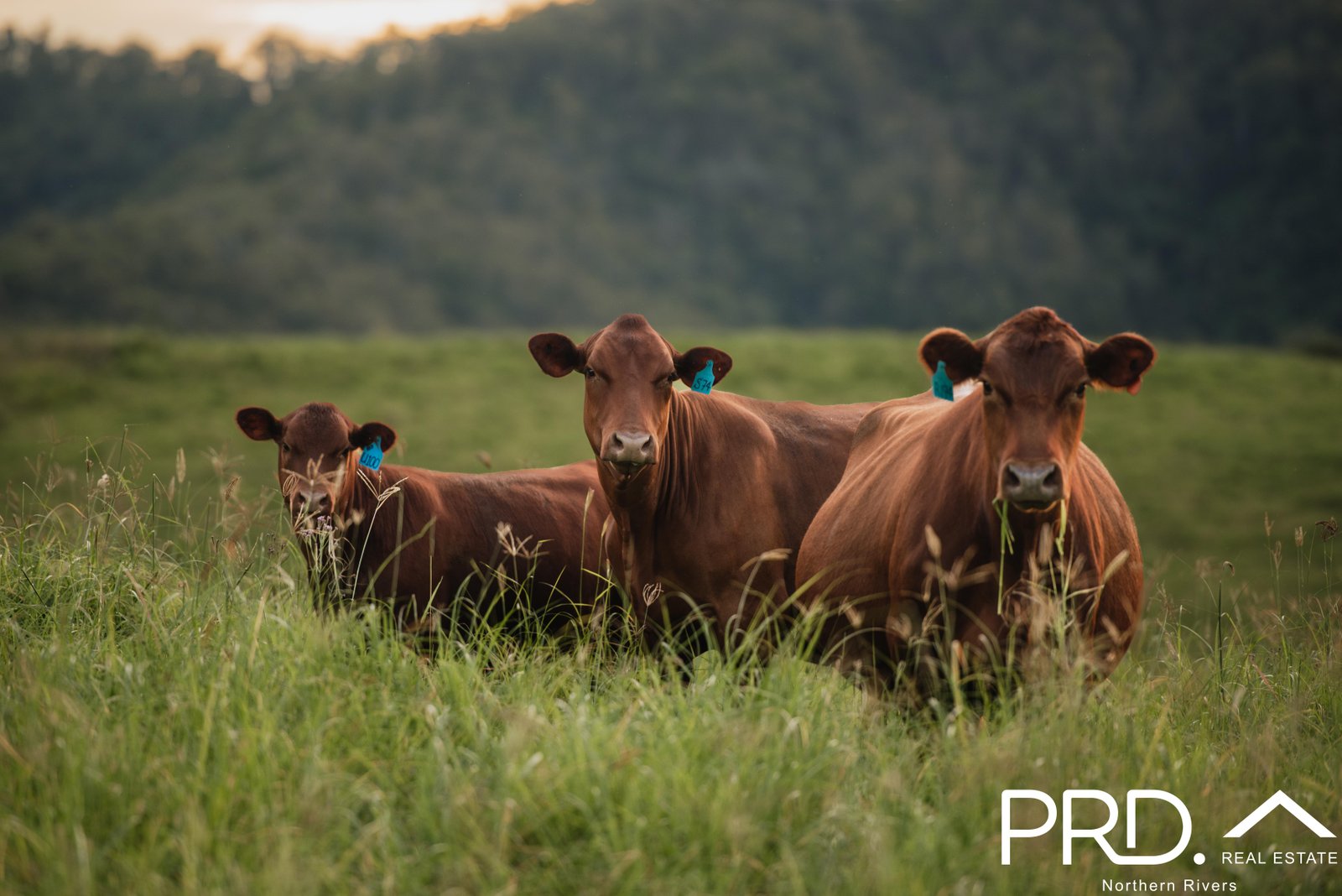 Lot 30, 46 Lynches Creek Road WIANGAREE 13