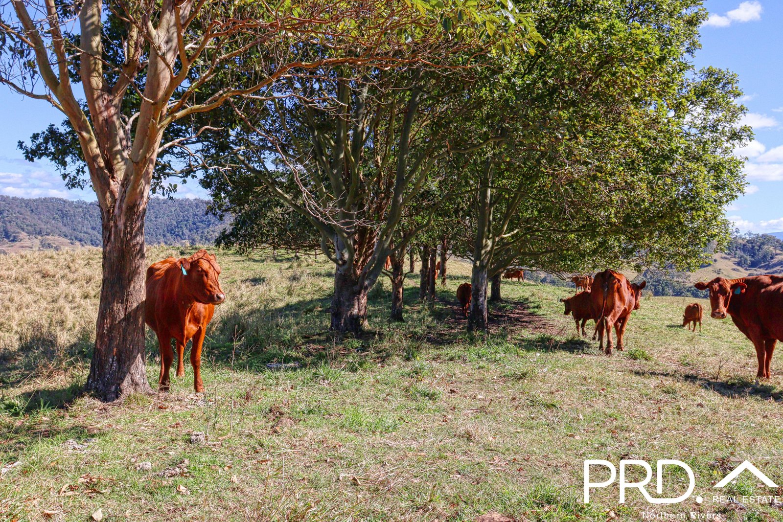 Lot 30, 46 Lynches Creek Road WIANGAREE 15