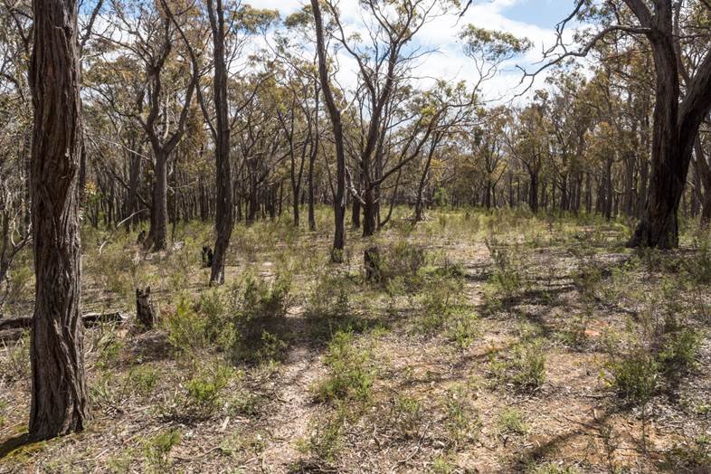 Lot 31 Tantaus Road DEREEL 4