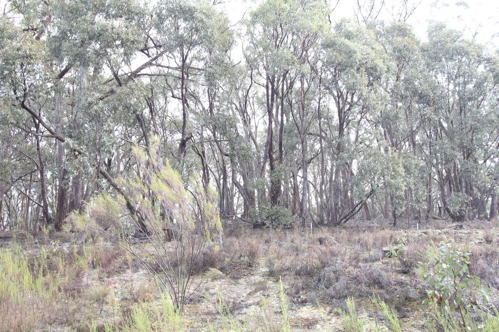 Lot 38 Currawong Road LAL LAL 3