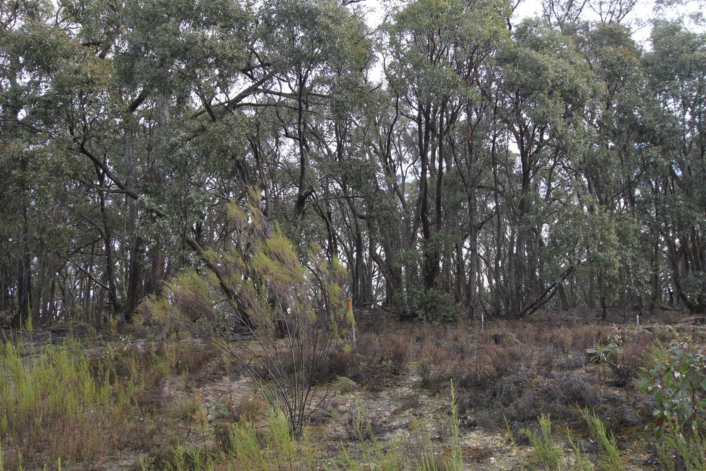 Lot 38 Currawong Road LAL LAL 4