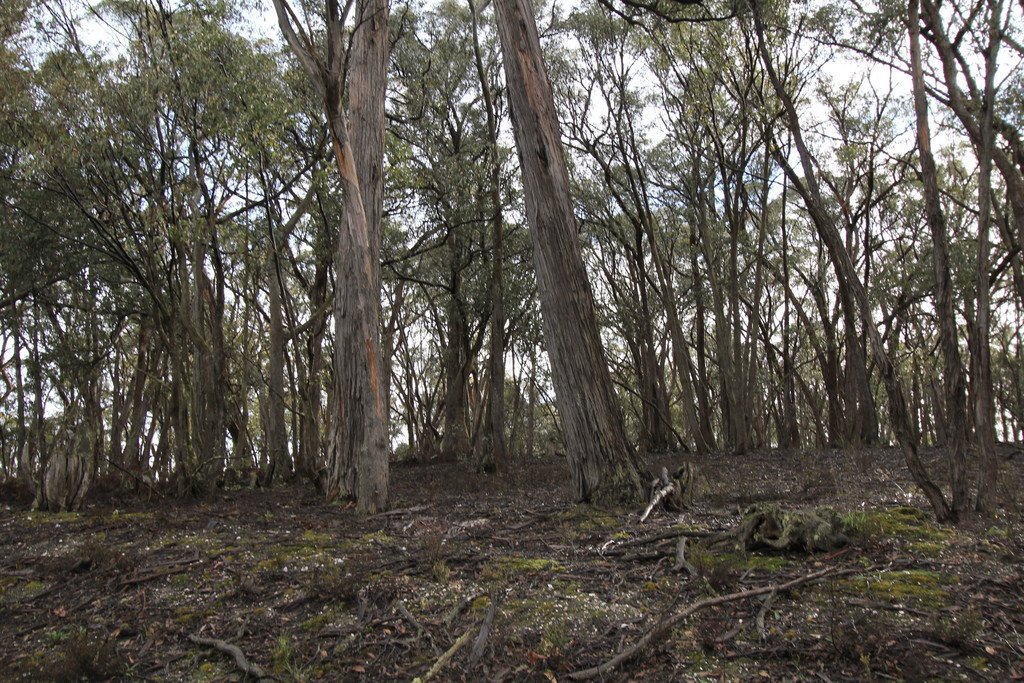 Lot 38 Currawong Road LAL LAL 5