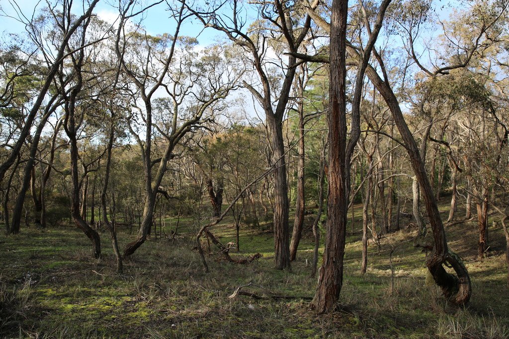 Lot 39 Station Lane CARNGHAM 4