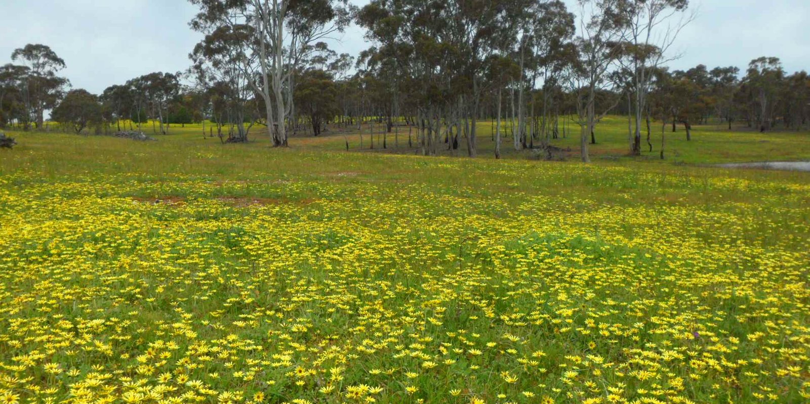 Lot 4, 63 Whitney Road AXE CREEK 4