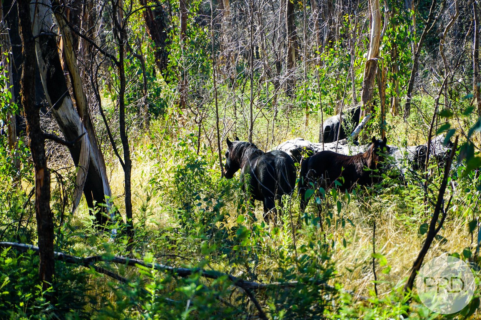 Lot 4 East Bago Powerline Road TUMBARUMBA 9