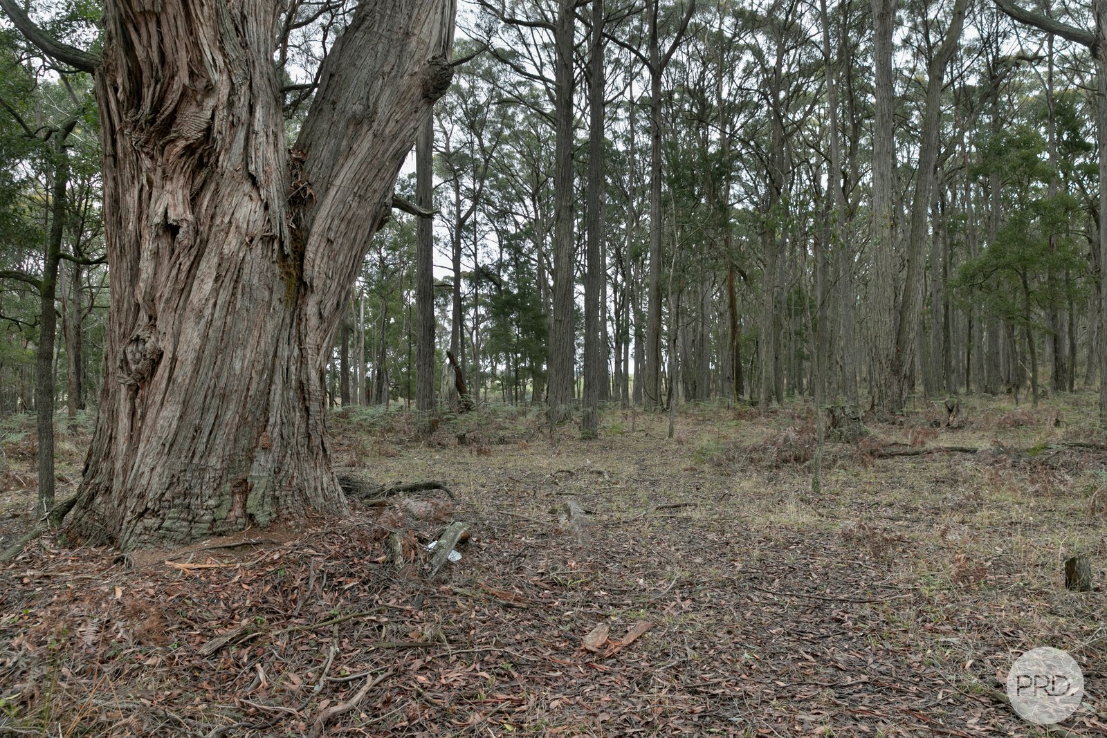 Lot 4 Haydens Hill Road GORDON 4