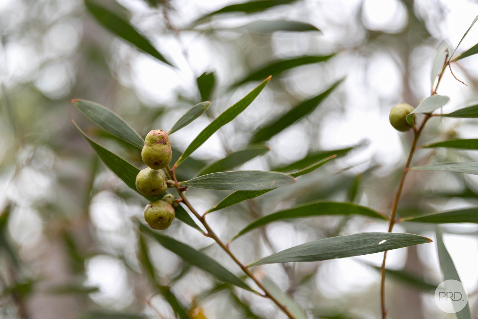 Lot 5 Haighs Lane SNAKE VALLEY 12