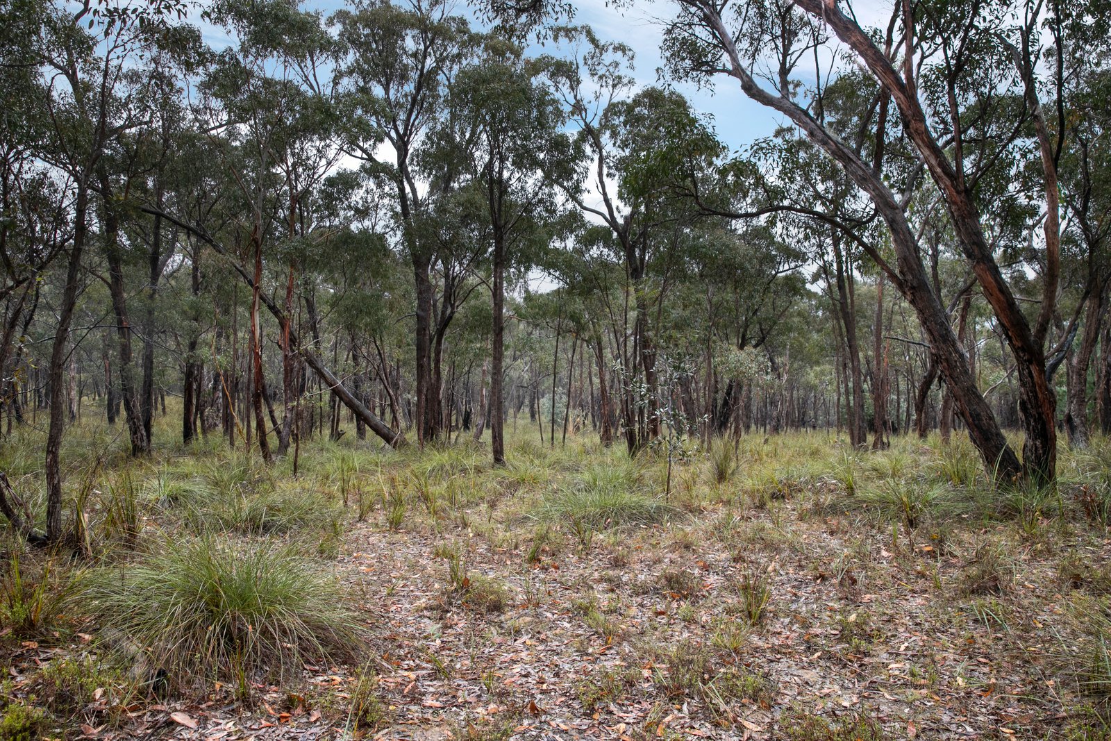 Rozenstein Road DEREEL 5