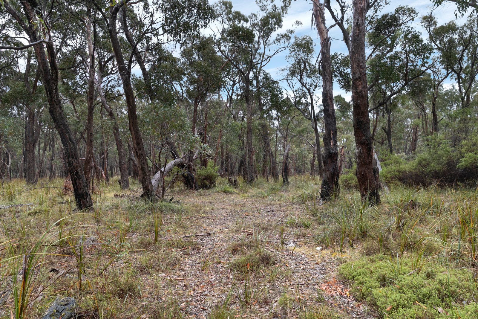 Rozenstein Road DEREEL 8