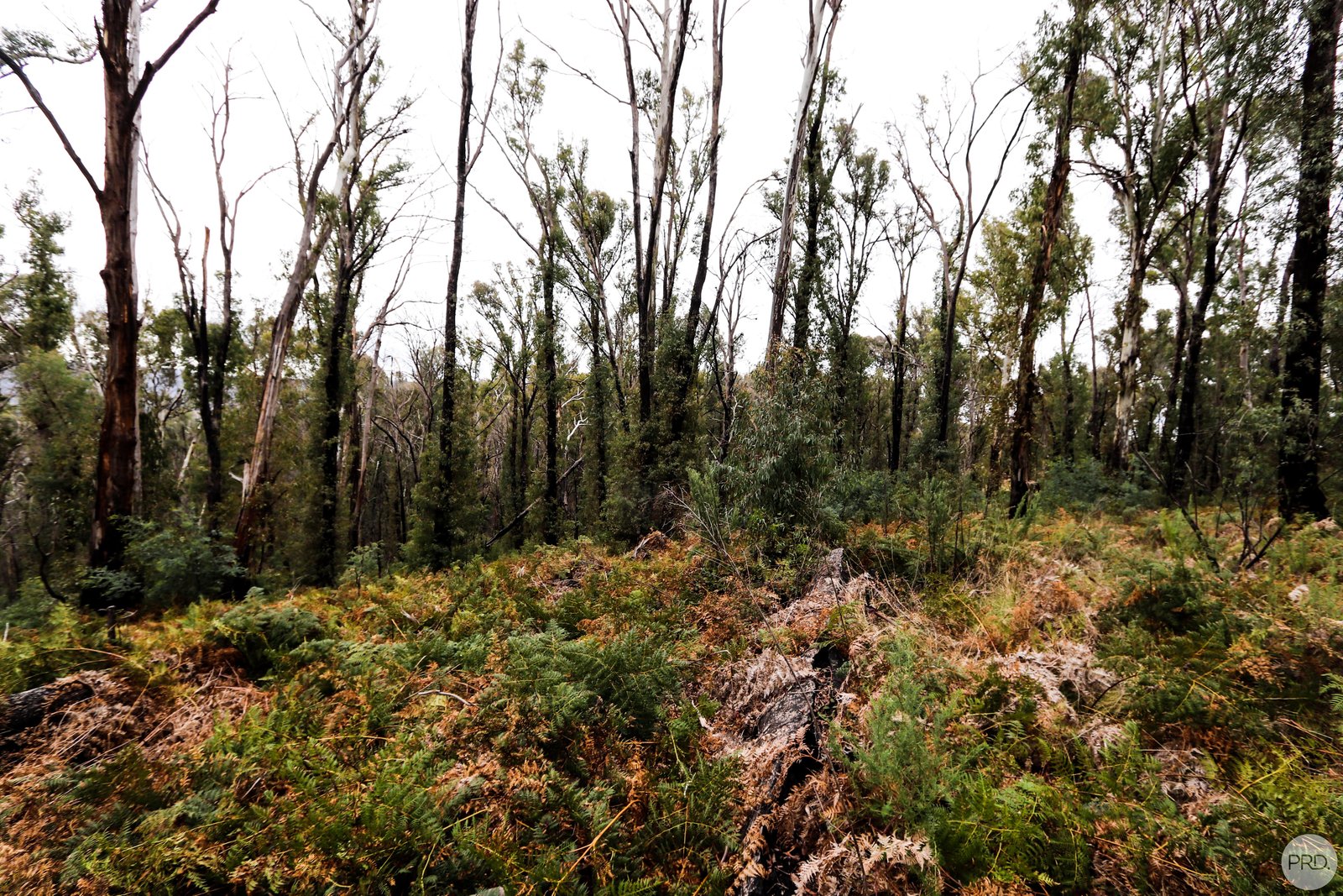  Batlow Road WILLIGOBUNG 3
