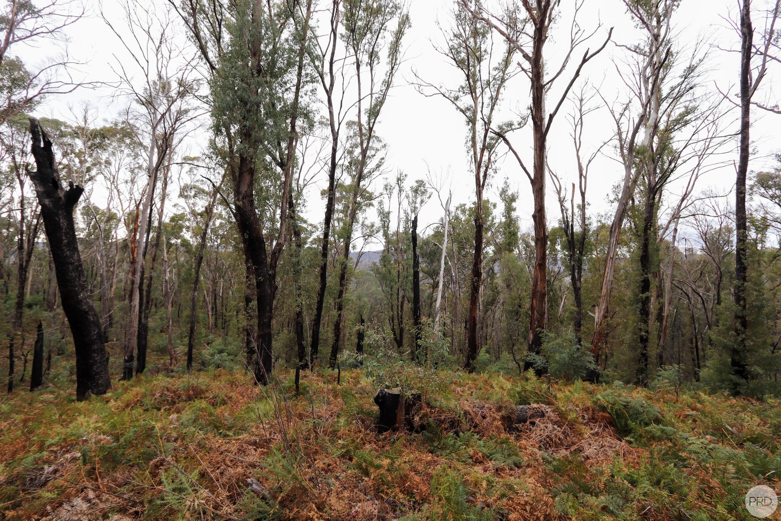  Batlow Road WILLIGOBUNG 4