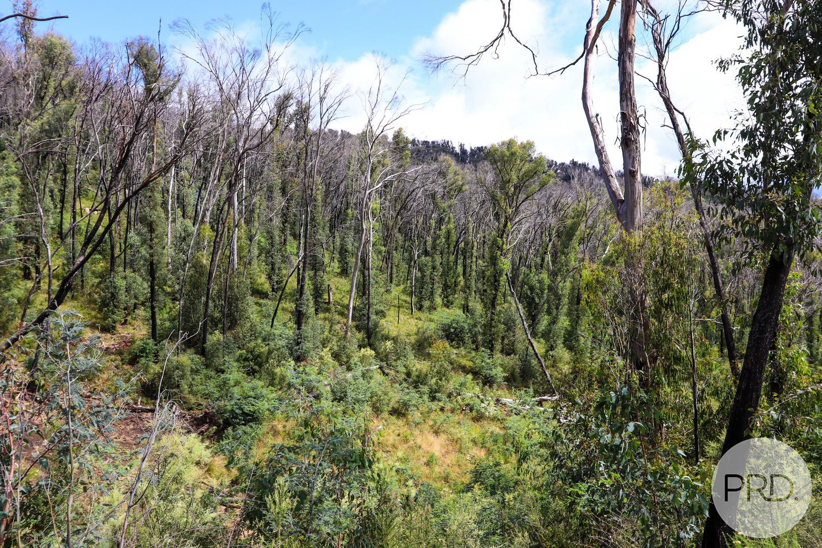 Lot 6 Moody's Hill Road TUMBARUMBA 6