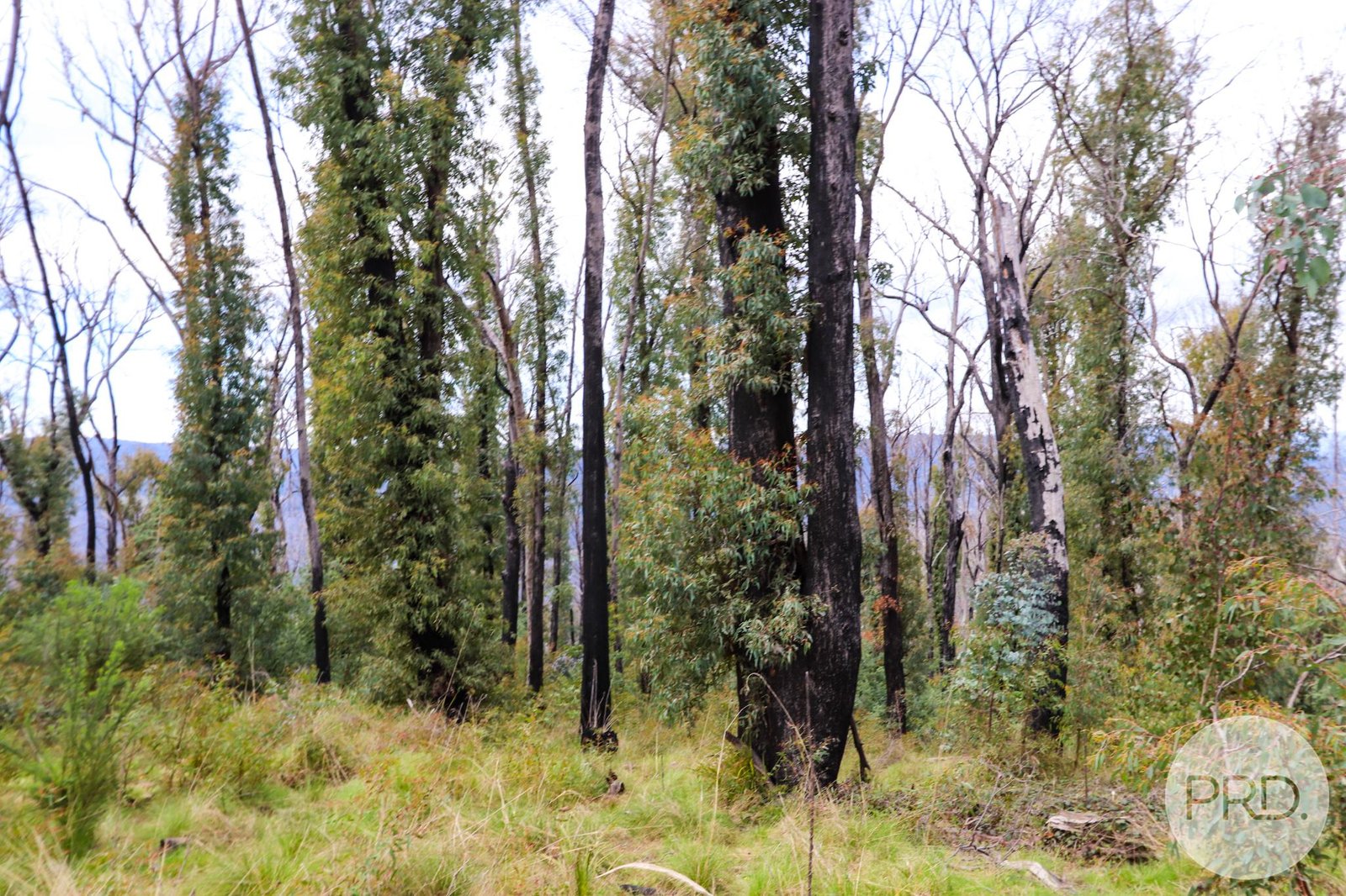 Lot 6 Moody's Hill Road TUMBARUMBA 9