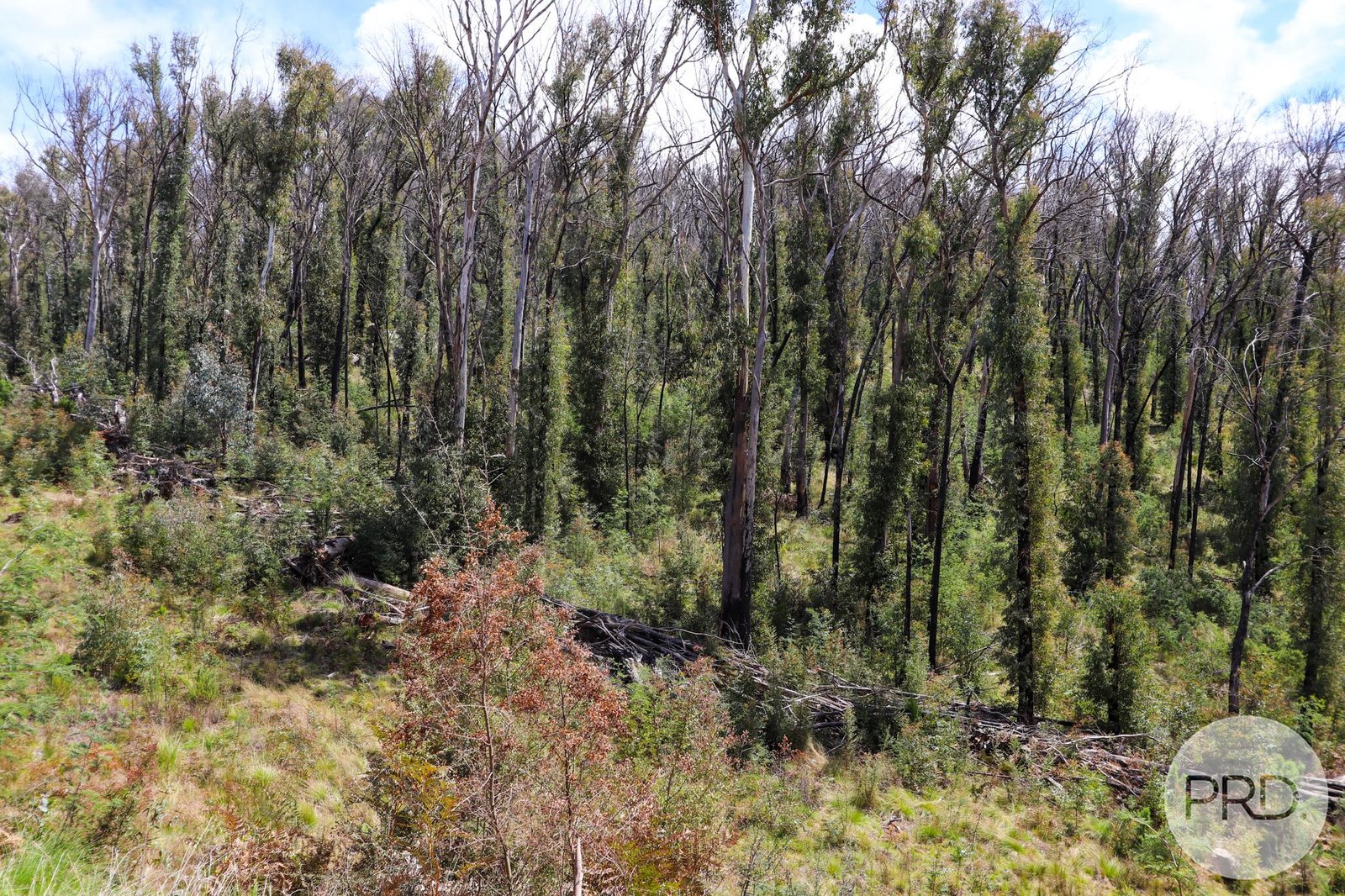 Lot 6 Moody's Hill Road TUMBARUMBA 10