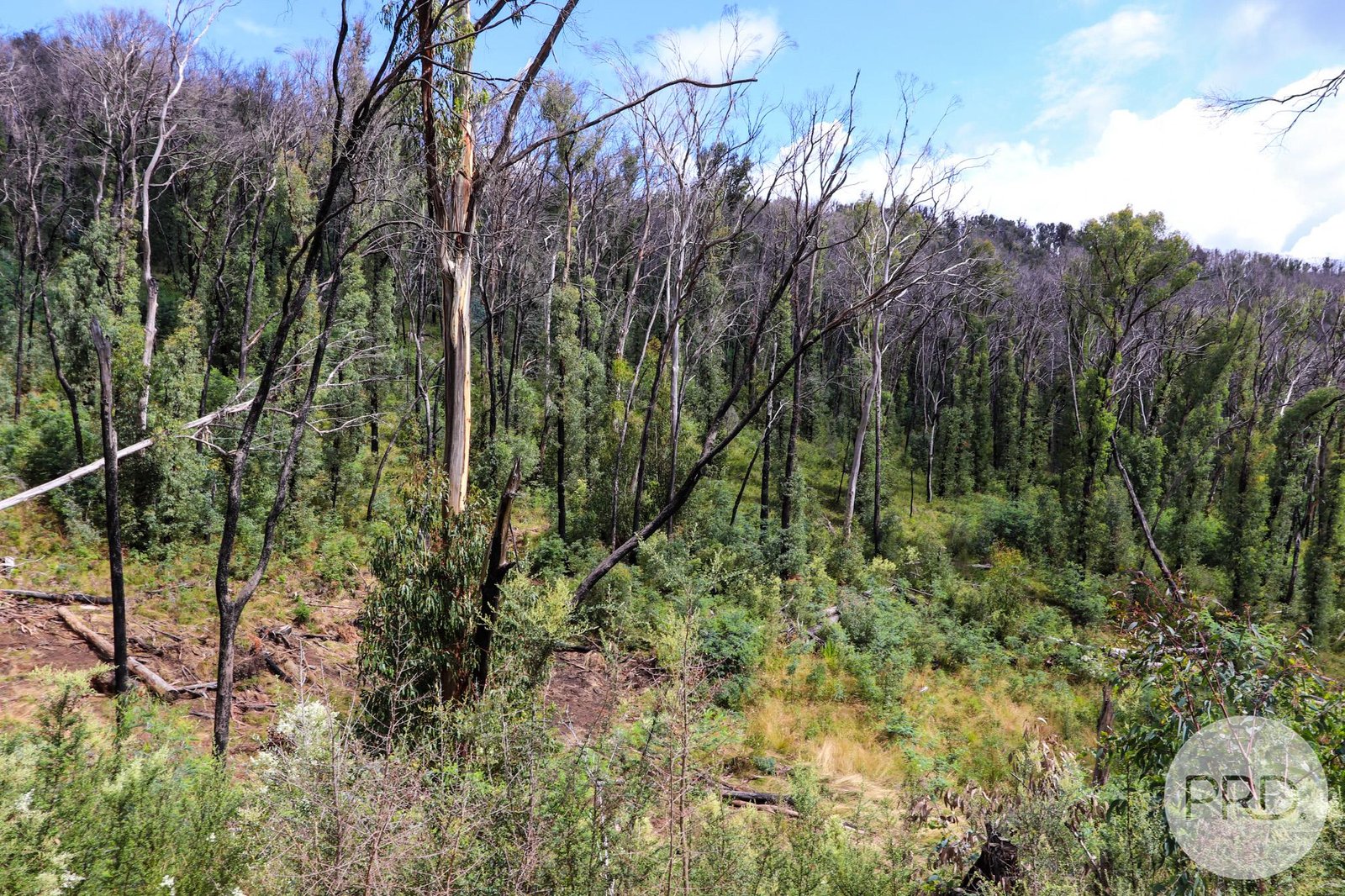 Lot 6 Moody's Hill Road TUMBARUMBA 15