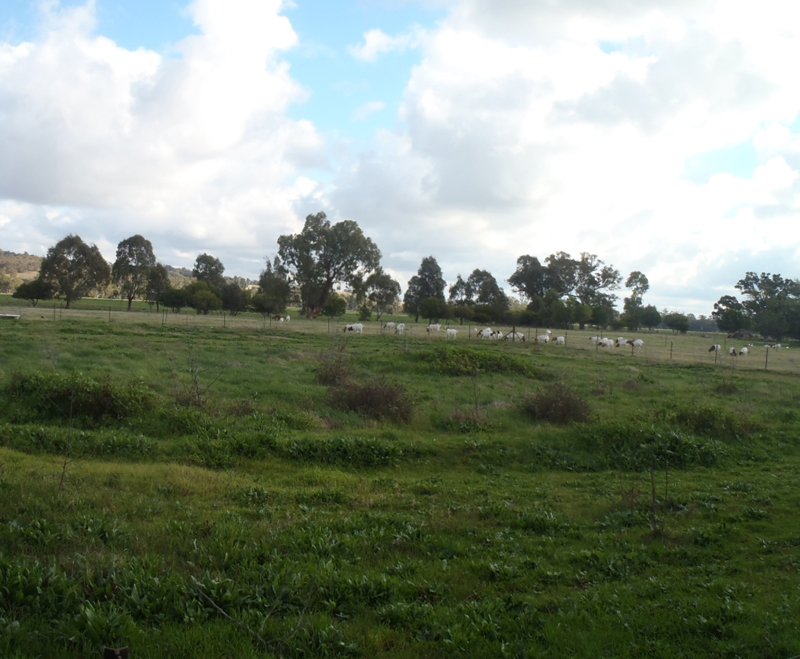Lot 7 33 Wagga Wagga Street OURA 1