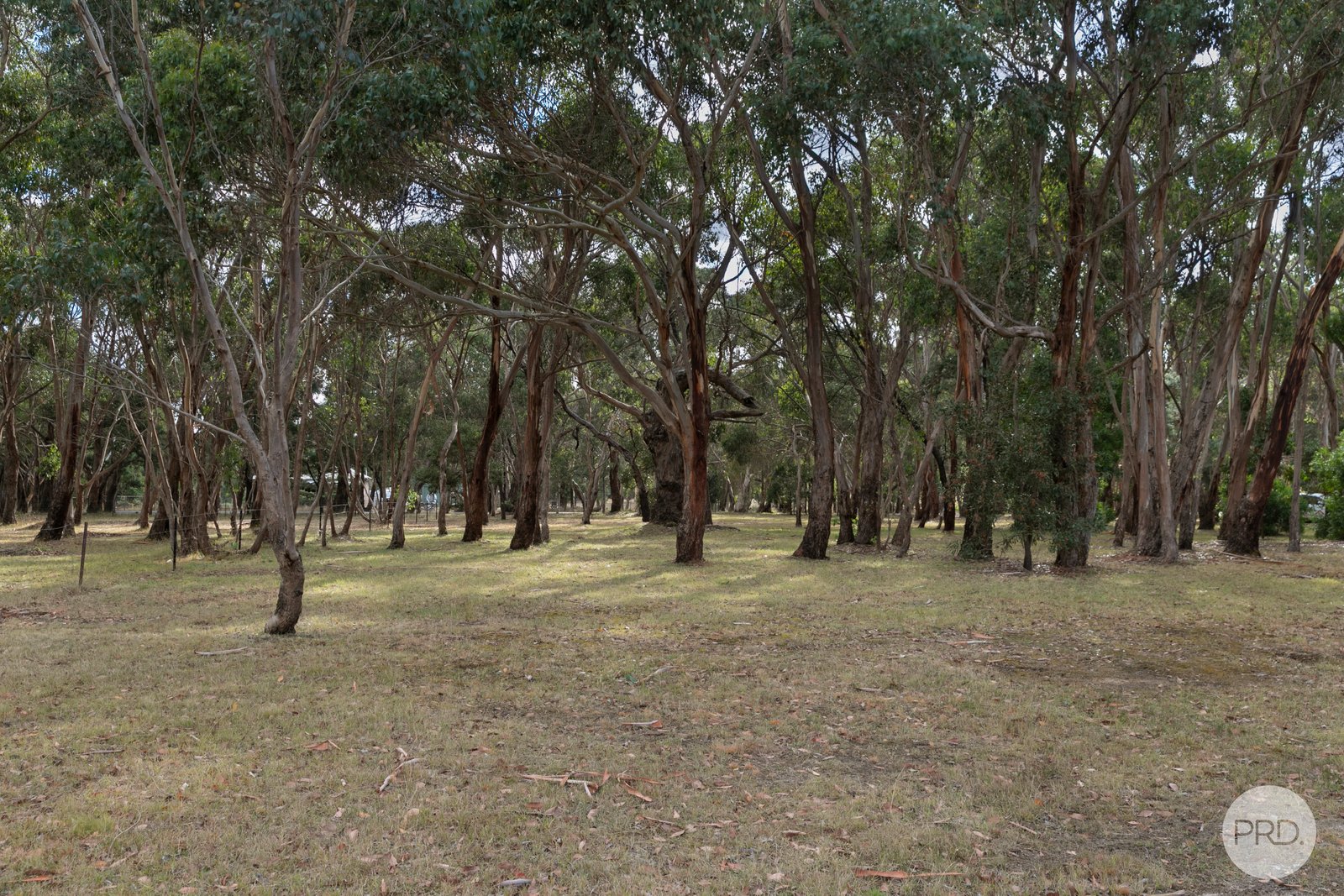 Snowgum Road DEREEL 5