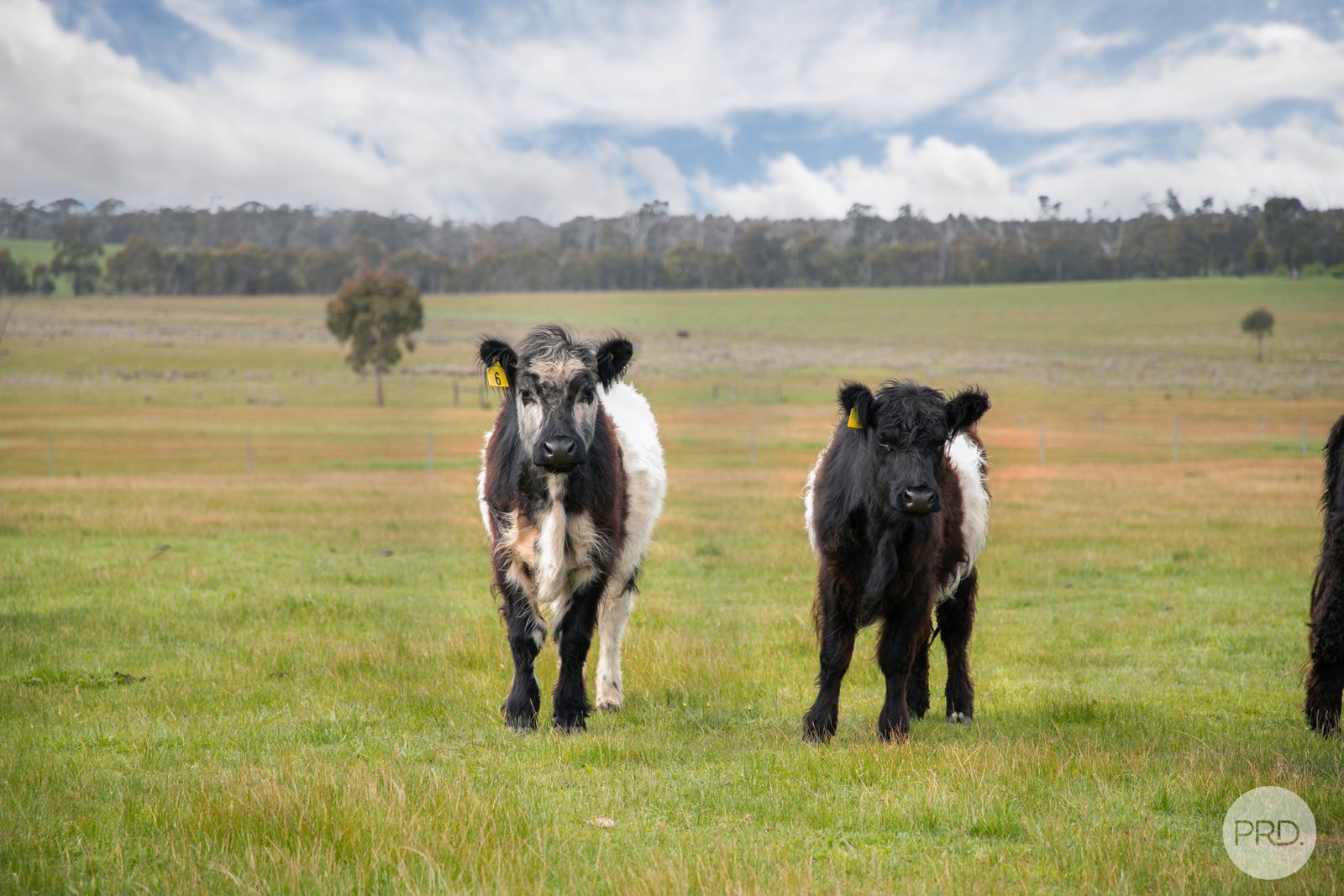 53 Scotts Lane SCOTSBURN 10