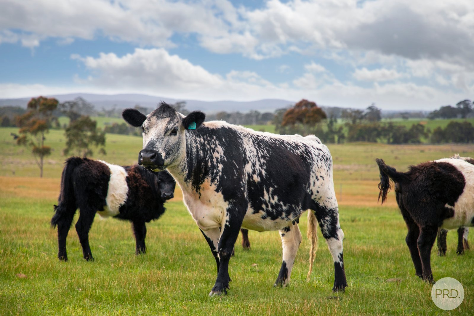 53 Scotts Lane SCOTSBURN 11