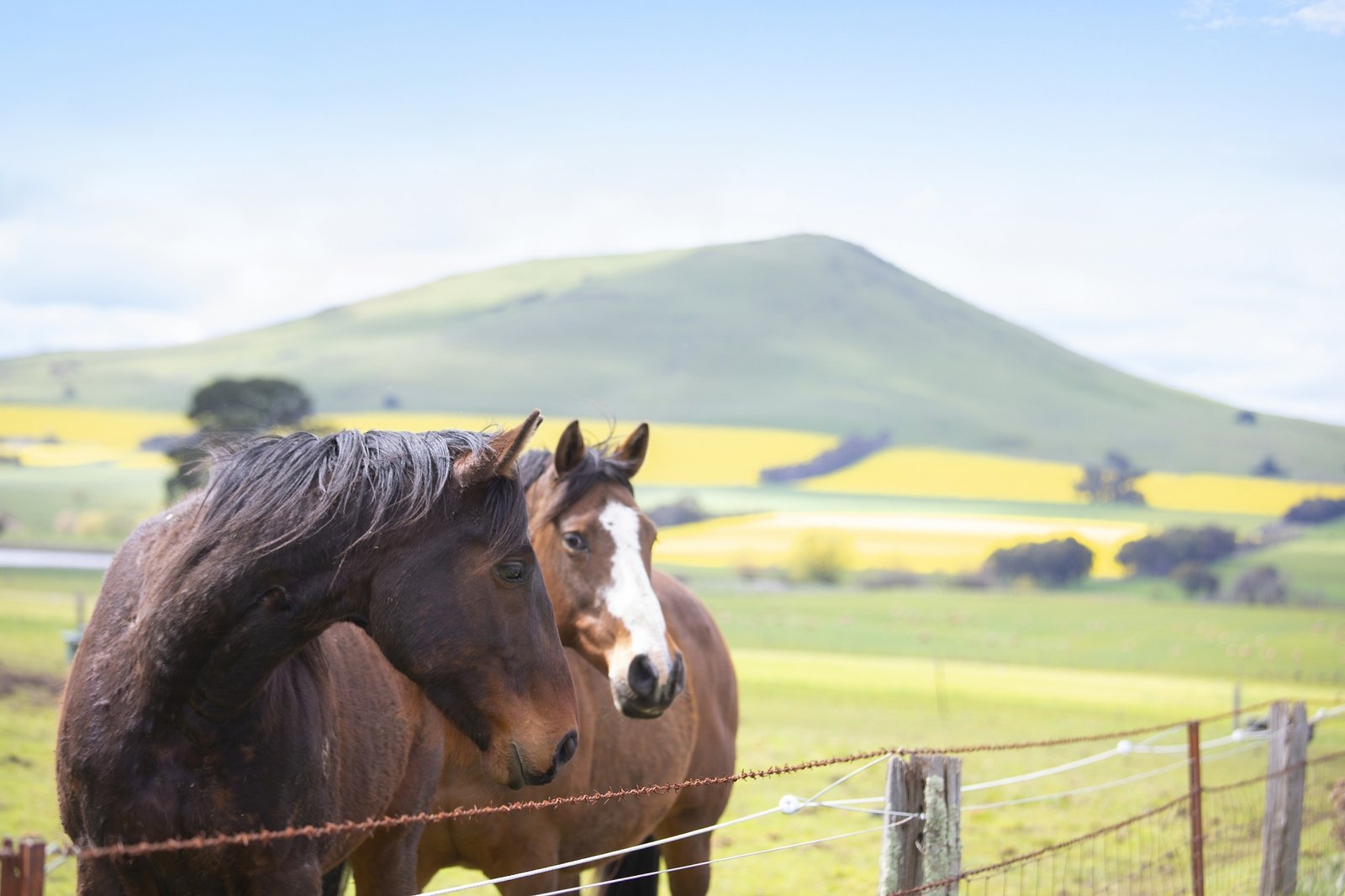 Lots 1 & 2 / 114 Cemetery Road SMEATON 23