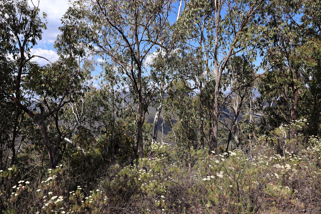 Lots 4 & 5 Tooma  TUMBARUMBA 7