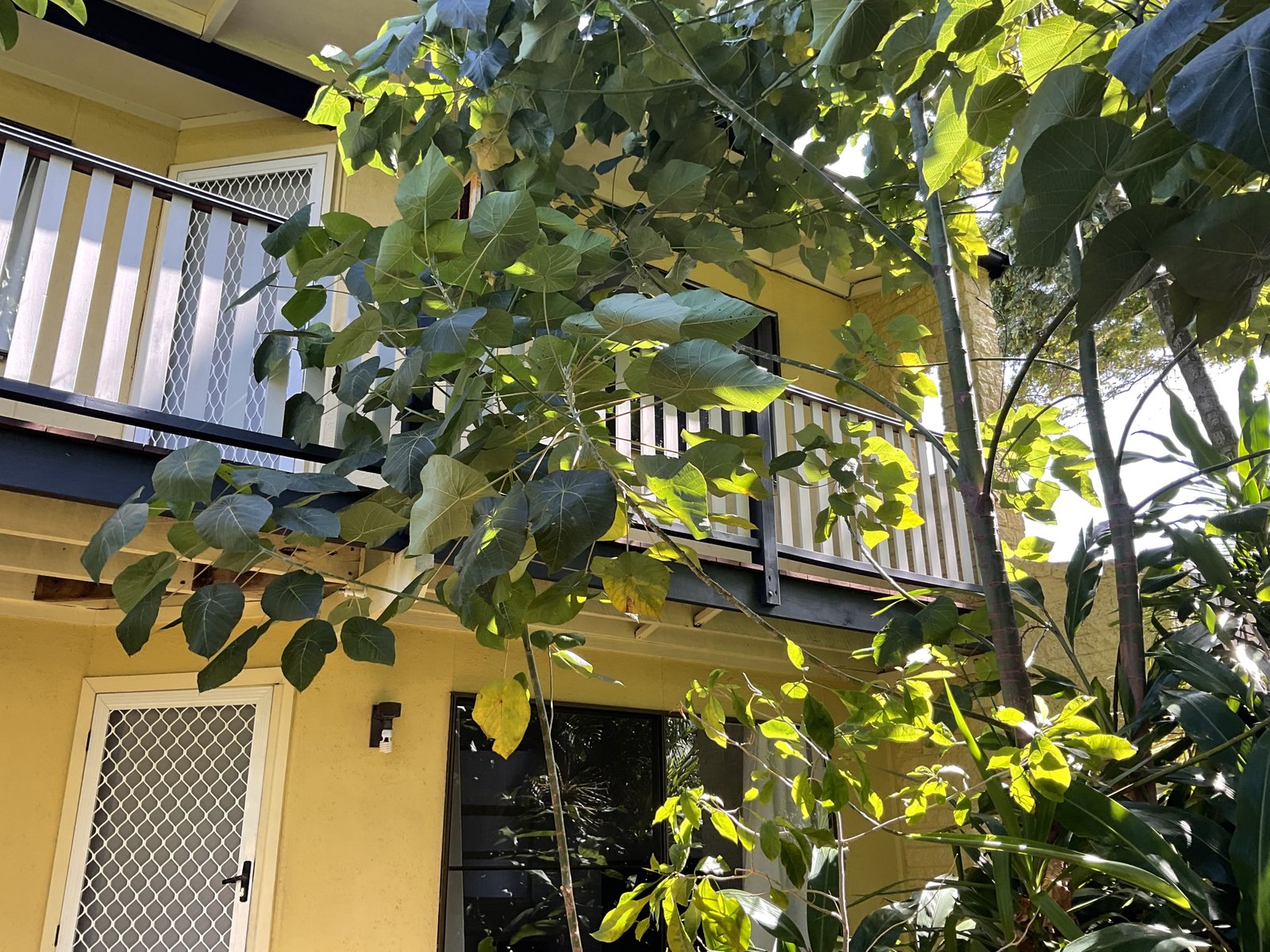 Unit 3/10 Hibiscus Street  URANGAN 2