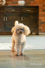 https://images.listonce.com.au/custom/160x/listings/1-upton-court-ringwood-vic-3134/937/01808937_img_07.jpg?ub4SdzhWDRA