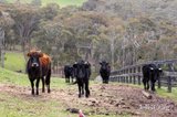 https://images.listonce.com.au/custom/160x/listings/110-one-tree-hill-road-smiths-gully-vic-3760/078/01812078_img_23.jpg?nrSp6cvUB6E