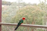 https://images.listonce.com.au/custom/160x/listings/120-dinsdale-road-st-andrews-vic-3761/078/01775078_img_17.jpg?y998pdwcoLU
