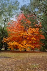 https://images.listonce.com.au/custom/160x/listings/13-15-lewis-road-healesville-vic-3777/560/01705560_img_13.jpg?sJypaGgrNKM