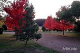 https://images.listonce.com.au/custom/160x/listings/14-mcmahons-road-glenlyon-vic-3461/236/01956236_img_21.jpg?l2xicnU6Sjg