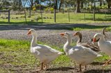 https://images.listonce.com.au/custom/160x/listings/195-baynton-road-kyneton-vic-3444/384/00570384_img_15.jpg?DW3vUzbP9TU