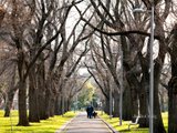 https://images.listonce.com.au/custom/160x/listings/1981-alfred-crescent-fitzroy-north-vic-3068/193/00973193_img_14.jpg?VeTswjeWvFk