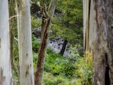 https://images.listonce.com.au/custom/160x/listings/2085-trentham-falls-road-trentham-vic-3458/301/00976301_img_13.jpg?NCzxwlAj9mA