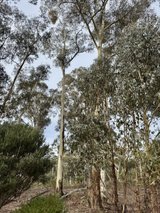 https://images.listonce.com.au/custom/160x/listings/229a-colles-road-moonlight-flat-vic-3450/577/01719577_img_07.jpg?mstzhwOfPRM