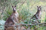 https://images.listonce.com.au/custom/160x/listings/23-acacia-road-hurstbridge-vic-3099/888/01737888_img_14.jpg?uuumbfkkoPc