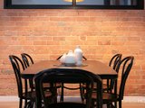https://images.listonce.com.au/custom/160x/listings/23-dow-street-south-melbourne-vic-3205/296/01087296_img_08.jpg?xhgTRvX0qA0